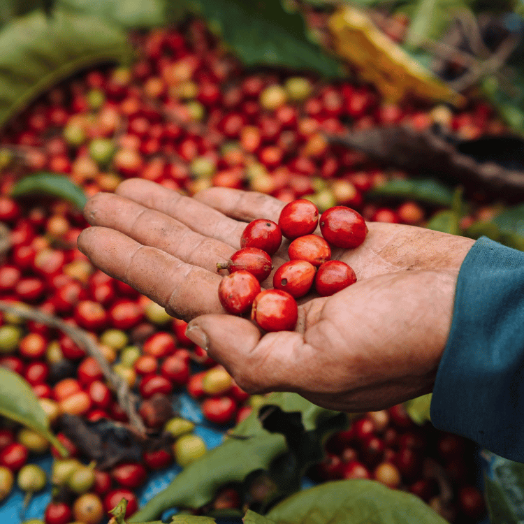 Thought Leadership (5)