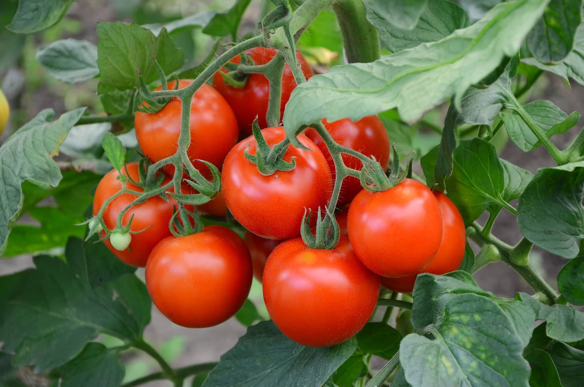 tomatoes-branch-scaled